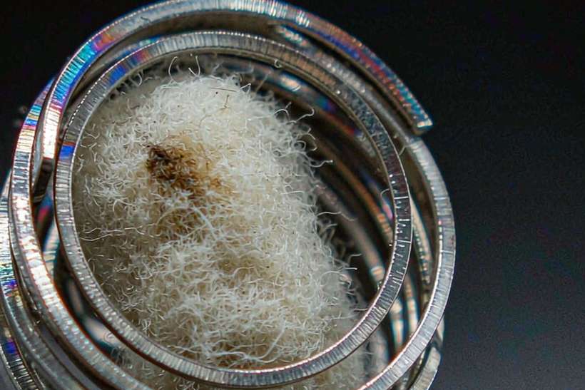 Glossary of Glasgow Nicotine — Asia Pacific